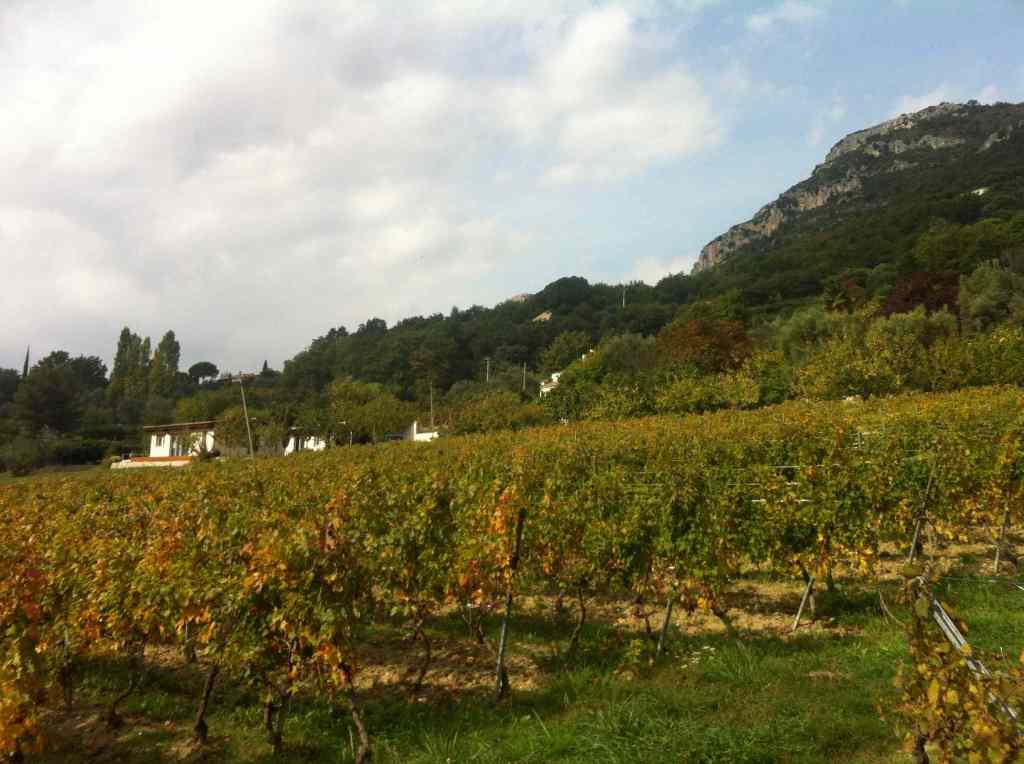 Vineyard camping IMG_6704