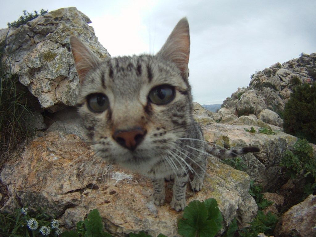 The cats who probably thinks that the bird shit smells fishy..