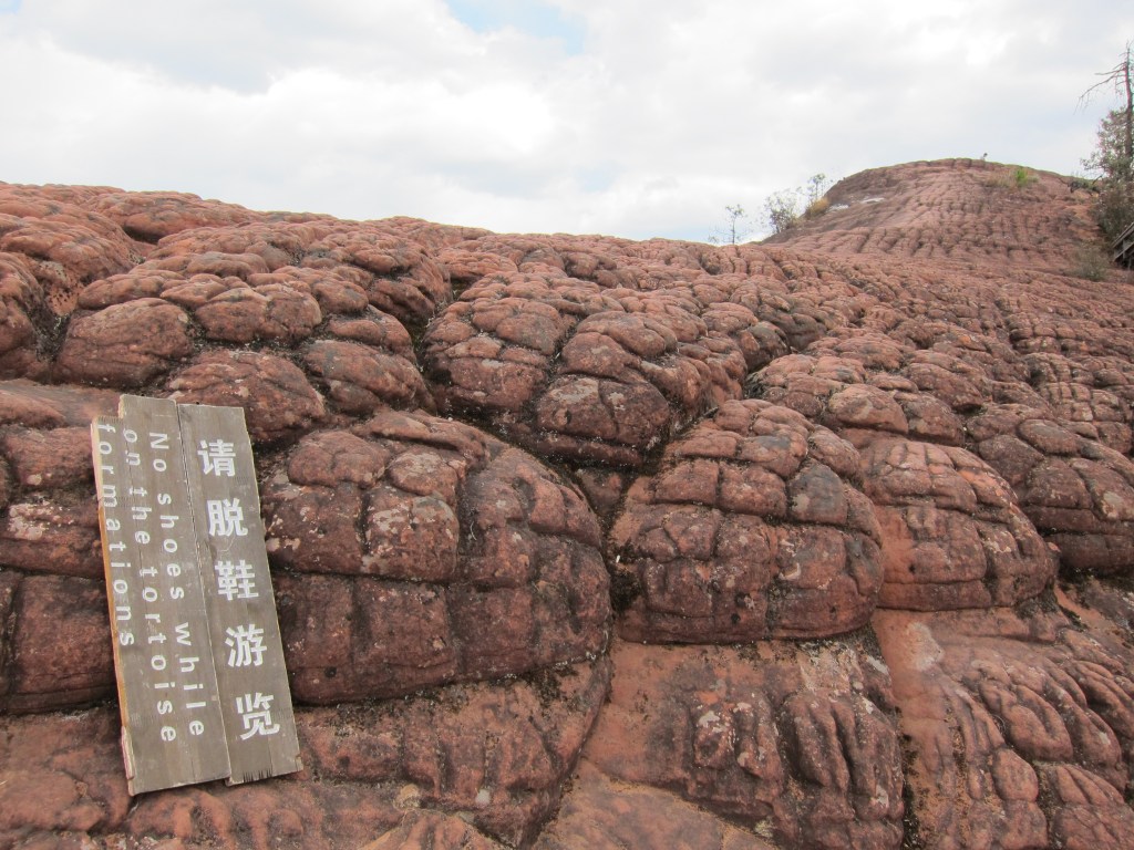 Thousand turtles!! Tourist view!