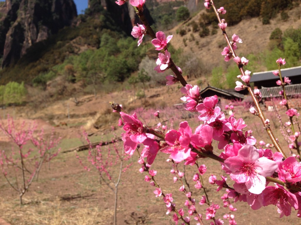 Cherry Blossom too! Its spring!