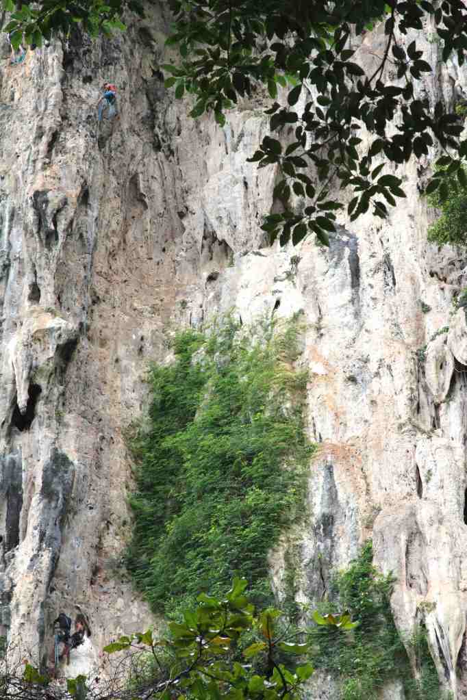 Climbing on Monkey world