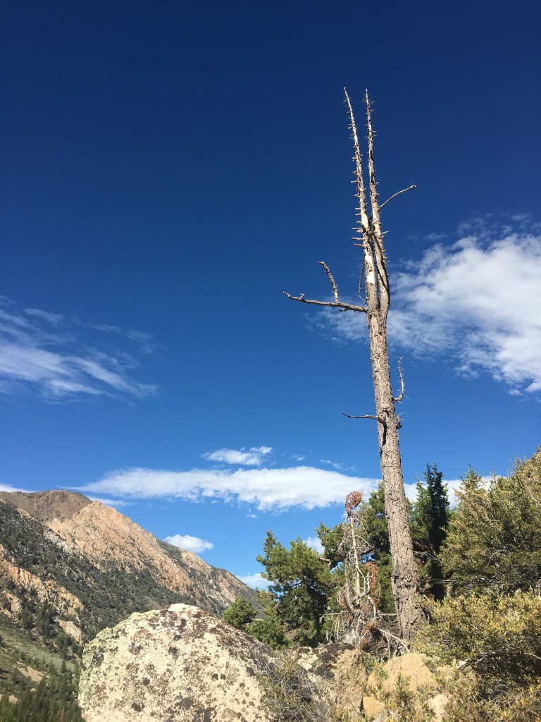 Botak head tree on the way to Incredible Hulk